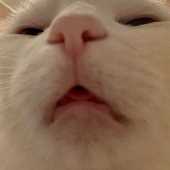 odowy owllly